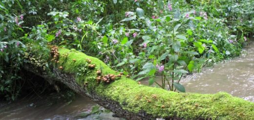 Waldgut Wesemühle am Wesebach im Kellerwald bei Frankenau